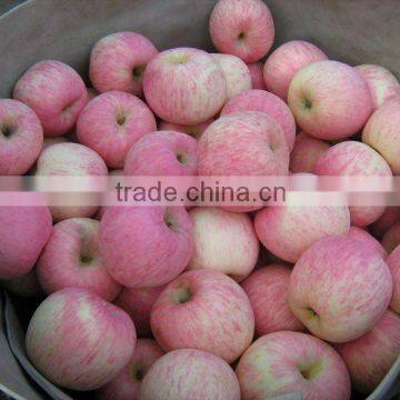 fresh red Chinese fuji apple in cartons