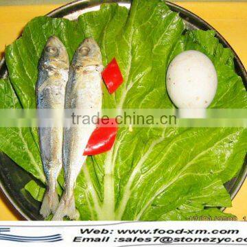 high quality Frozen Horse Mackerel whole round