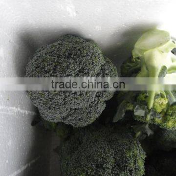 Fresh broccoli