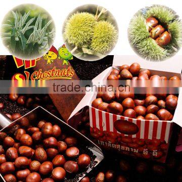 Organic Fresh Chestnuts Castanea Sativa Whole Chestnut photo-3
