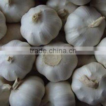 Sell For Ecuador Size 5.0cm Garlic photo-3