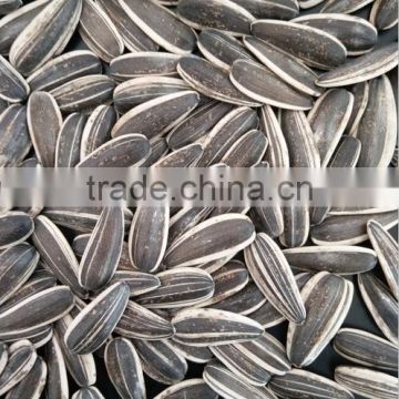 Inner Mongolia Sunflower Seeds 601 With Good Price