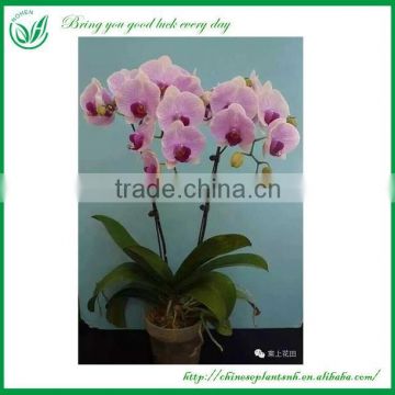 Phalaenopsis Chinese Plants