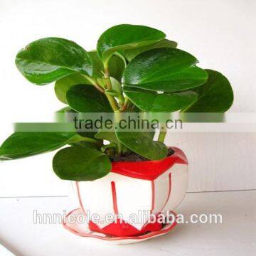 Adding Sand to Clay Soil photo-2