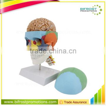 Vivid Human Body Anatomy Bone Plastic Skull Model