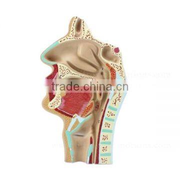 Mouth Nose Throat Pharynx Teaching Model Human Body Anatomy ENT Model photo-2