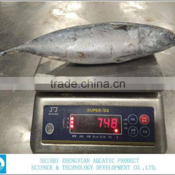 China Export Frozen Bonito Tuna 700+ photo-4