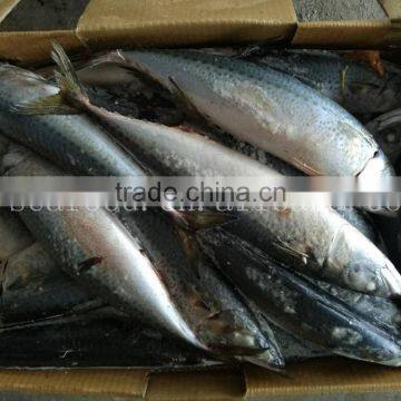 Frozen Big Size Mackerel Fish for Sell Market With High Quality photo-3