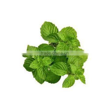 SPEARMINT Oil photo-4