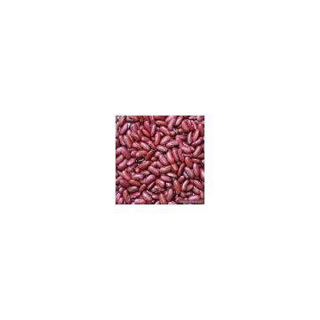 Sell Dark Red Kidney Beans