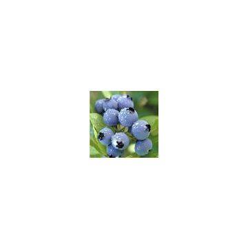 Blueberry Extract