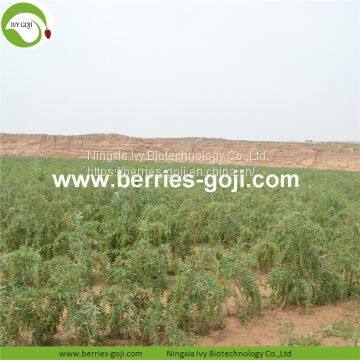 Factory Supply New Harvest Dried Goji Berries photo-3