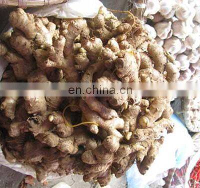 Fresh Ginger From Vietnam photo-3