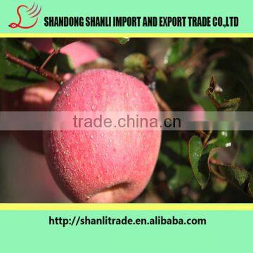 138-150 Pcs Red Fuji Apple,delicious Apple photo-4