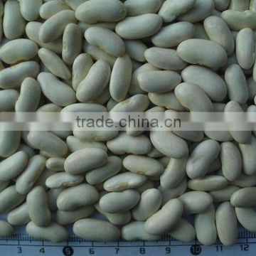 medium white kidney beans