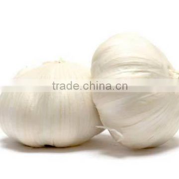 Fresh Garlic Supplier