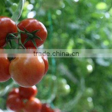 TOMATO photo-5