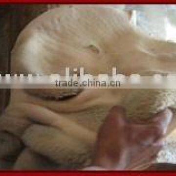 Frozen Tripe