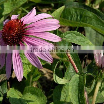 Chicoric acid (Echinacea plant extract)