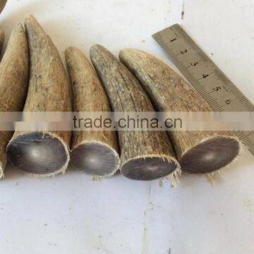 Bulk white yak Buffalo Ox horn/cow horn tip