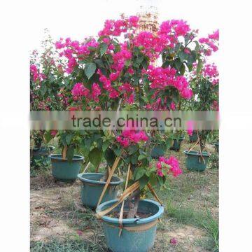 Bougainvillea glabra