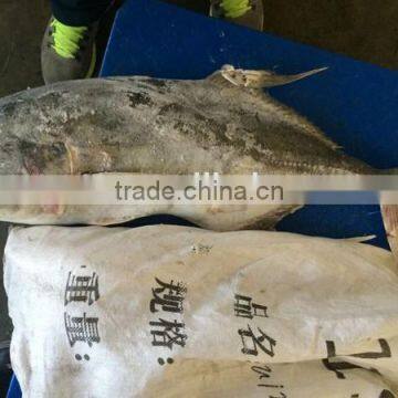 frozen fresh whole round trevally fish for sale