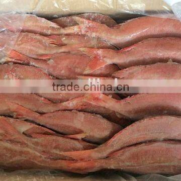 Wholesale New Frozen Fresh Red Snapper Fish photo-2
