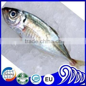 Frozen Whole Horse Mackerel