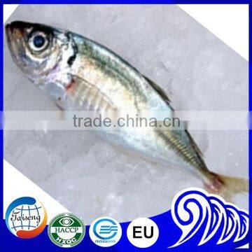 Frozen Horse Mackerel Fish Horse Mackerel