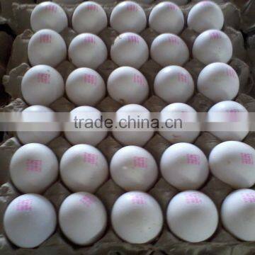 Chicken Eggs Suppliers