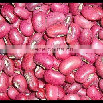 Crop 2013 Red cowpeas (cowpea beans/cowpea seeds)