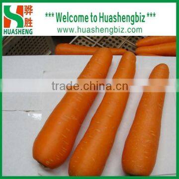 2016 Best Quality Fresh Red Carrots photo-6