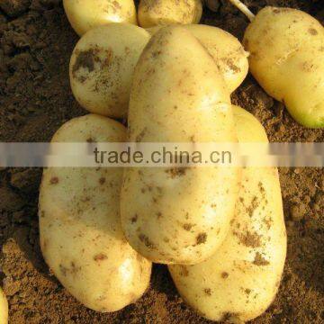 2011 fresh holland potato