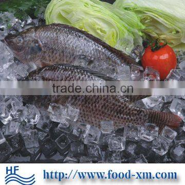 Wholesale frozen tilapia with good quality