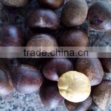 Hot selling chestnut made in China