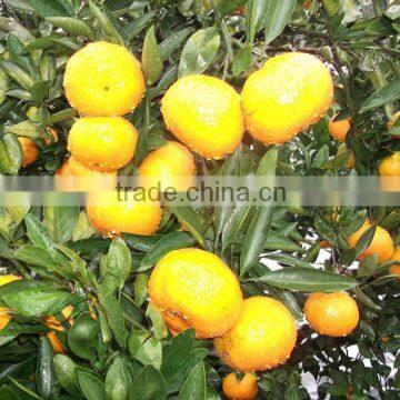 mandarin orange sac for juice