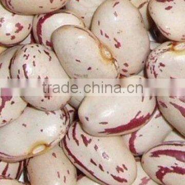 Light Speckled Kidney Beans