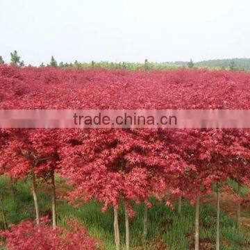 Acer Rubrum /Chinese Maple /Acerpalmatum/Japanese Maple Tree Seeds for Planting photo-3