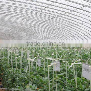 2016 Red and Pink Color NO.JP-09 Hybrid Tomato Seeds for Sale photo-3