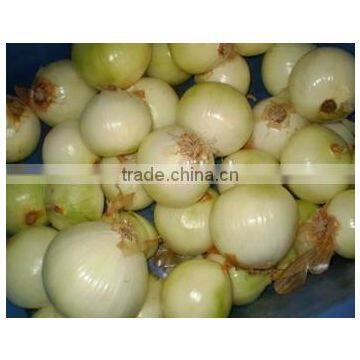 Small Onion Peeling Machine Grading Machine Dicing Machine photo-2