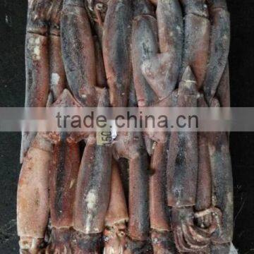 Frozen W/R Squid Illex Argentinus photo-3