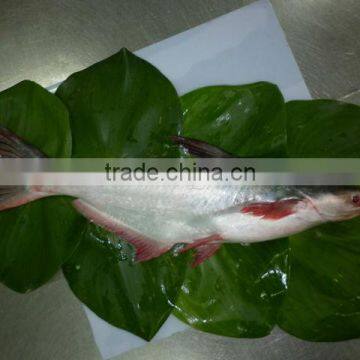 basa fish/frozen pangasius fish/Viet nam seafood