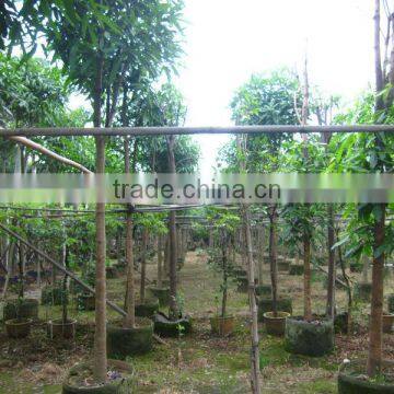 Mangifera Indica Tropical Fruit Trees photo-2