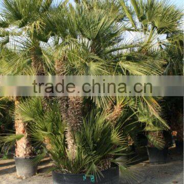 Chamaerops Humilis photo-5