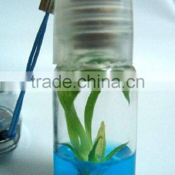 Live Mini Plant and Plant Pet Tree photo-6