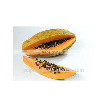PAPAYA POWDER EXTRACT photo-2
