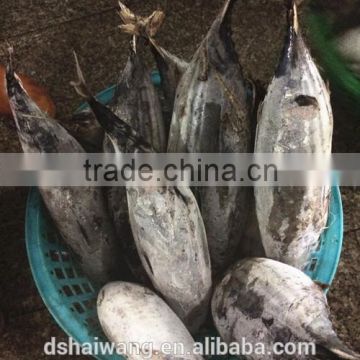 Frozen Skipjack tuna from Chinese Manufacture with size 300 - 750 g +