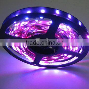 Eproxy Coat / Waterproof 150 leds 5050 SMD flexible led strip