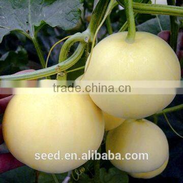 Sweet Girl 20 chinese white hybrid melon seeds