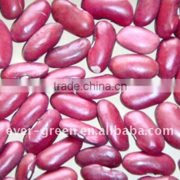 Dark red kidney beans new crop